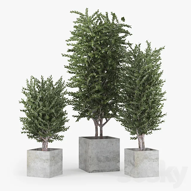 Eucalyptus 3D Model