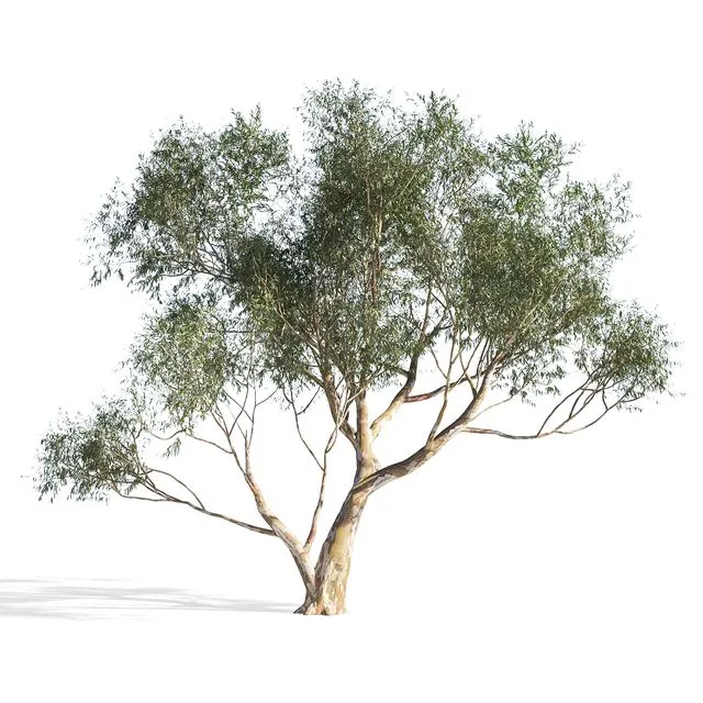 Eucalyptus 6 3D Model