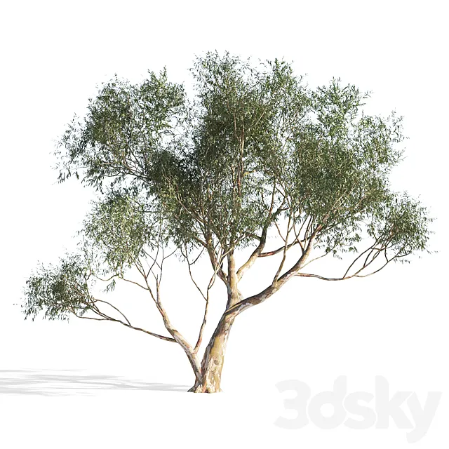 Eucalyptus 6 Free Download