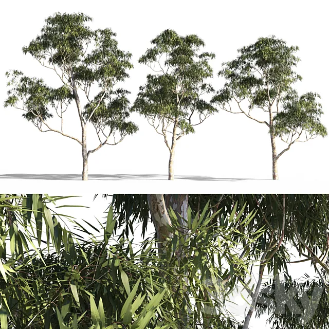Eucalyptus 7 3D Model