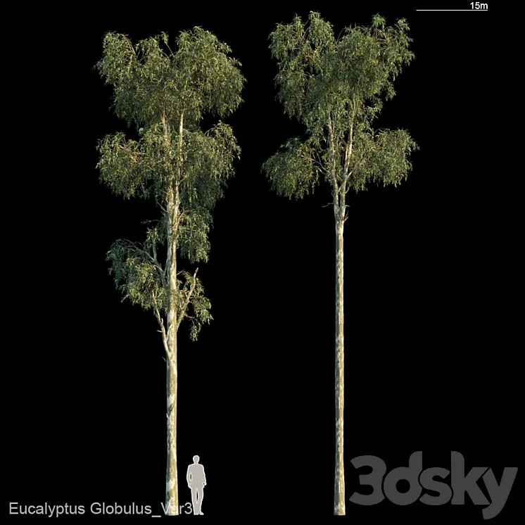 Eucalyptus Globulus Var3 Free Download