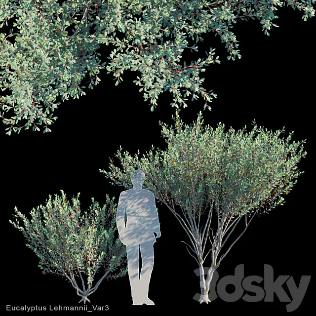Eucalyptus Lehmannii Var3 3D Model