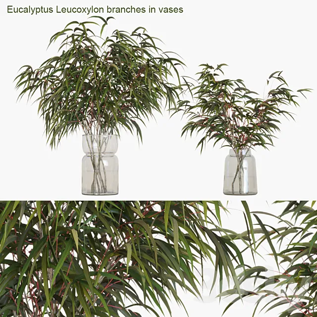 Eucalyptus Leucoxylon branches in vases 3DModel