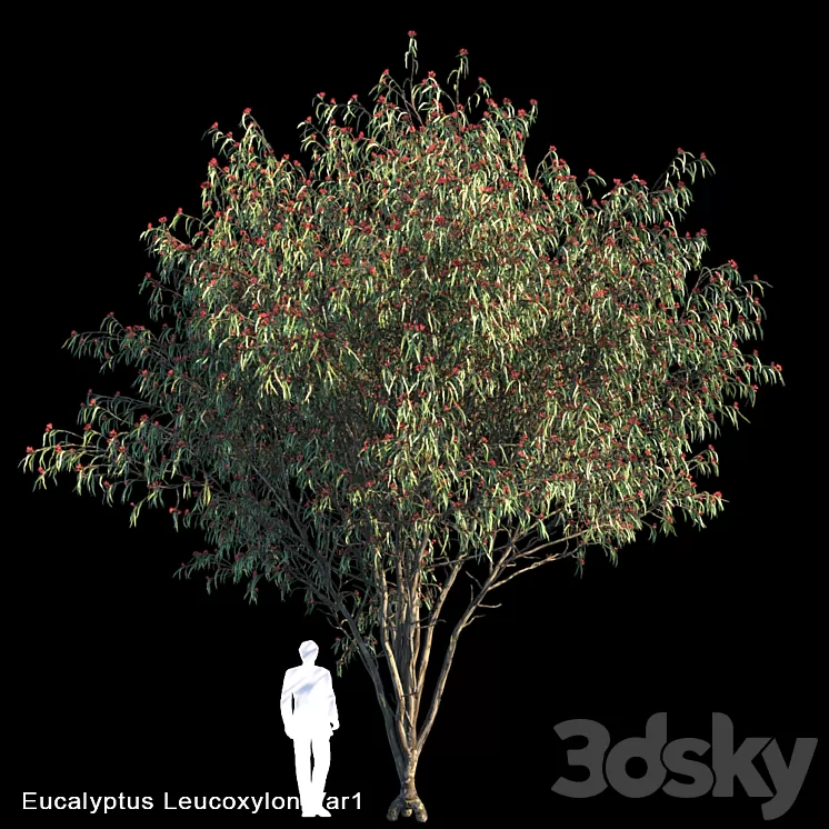 Eucalyptus Leucoxylon Var1 3D Model