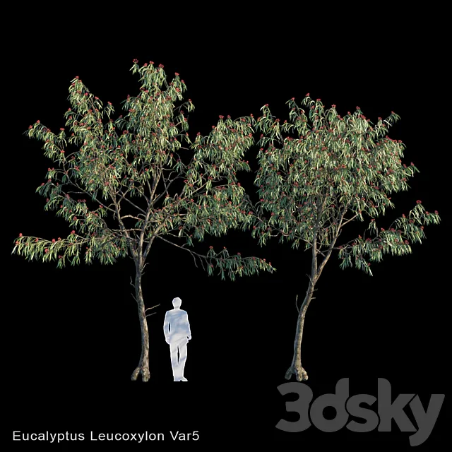 Eucalyptus Leucoxylon Var5 3D Model