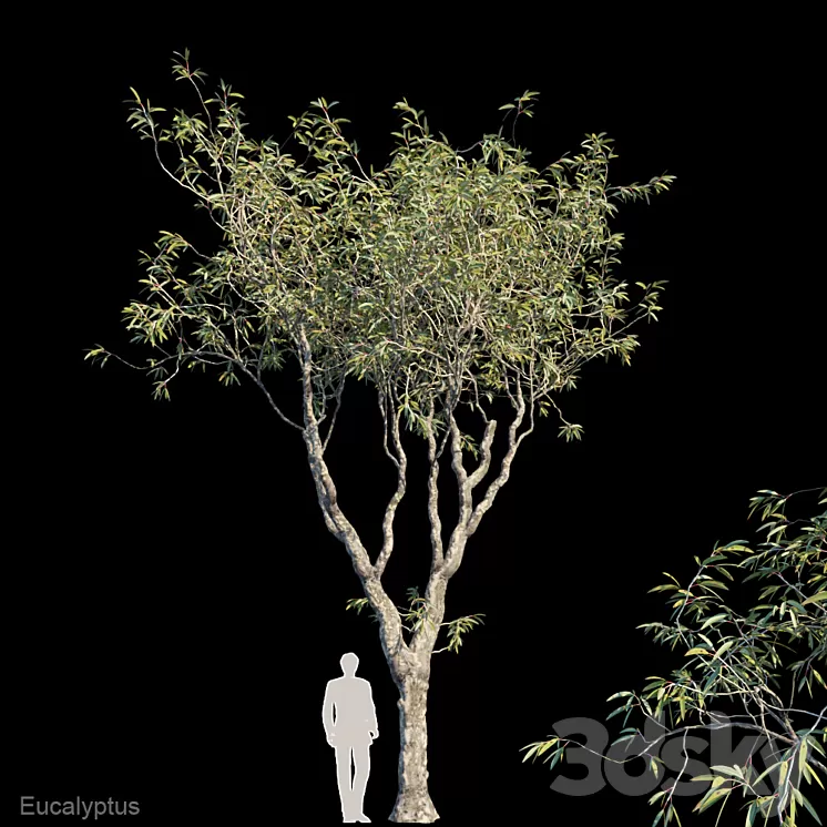 Eucalyptus trees 3D Model