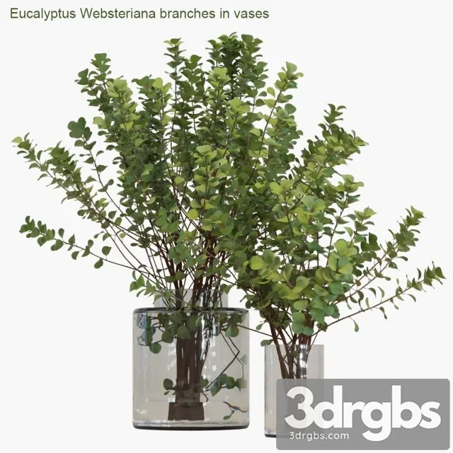Eucalyptus Websteriana Branches in Vases 2 3D Model Free
