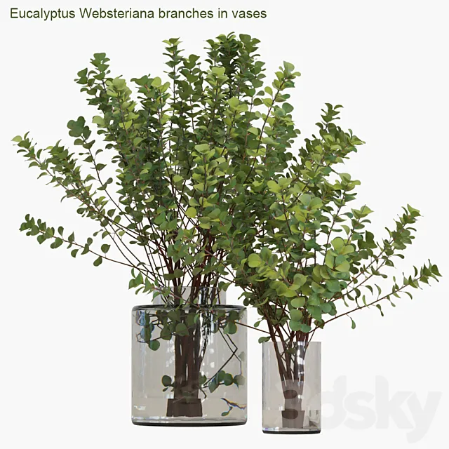 Eucalyptus Websteriana branches in vases # 2 3DModel