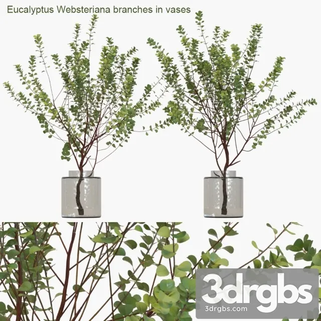 Eucalyptus Websteriana Branches in Vases 3D Model Free