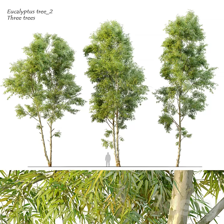 Eucalyptus_2 3D Model