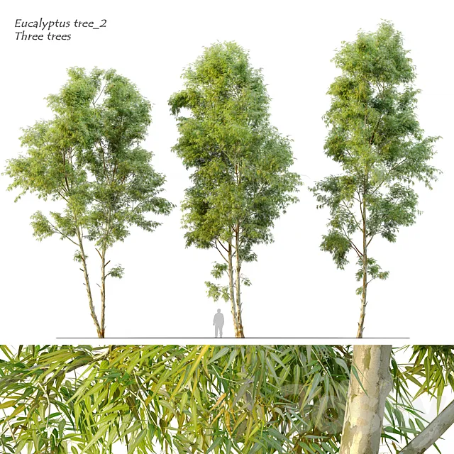 Eucalyptus_2 3DModel