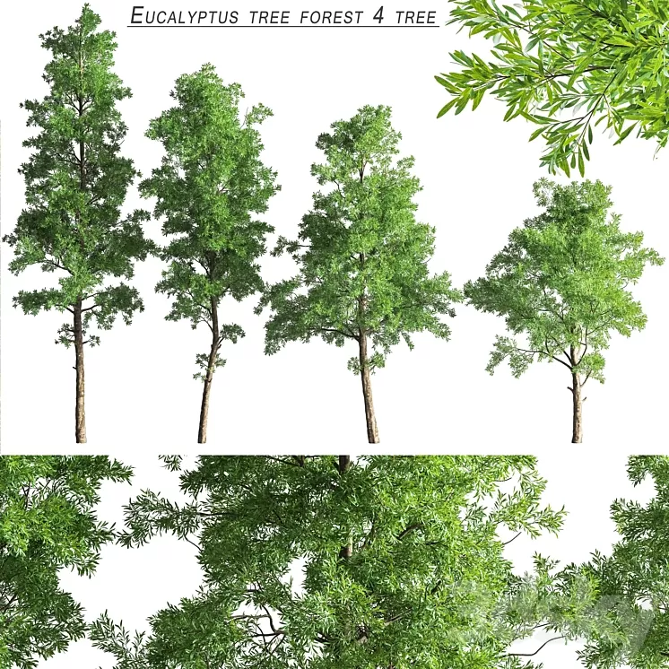Eucalyptus_tree_forest_4_tree_vray