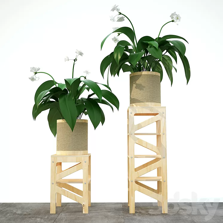 Eucharis plant 3 3D Model