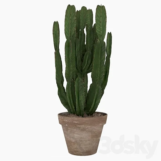 Euforbia Cactus euphorbia cactus 3D Model