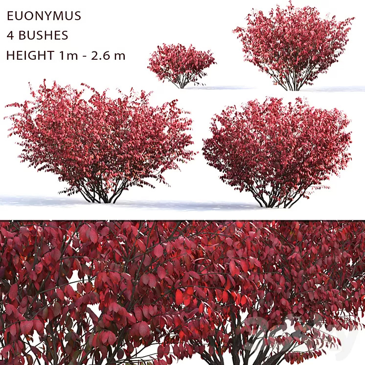 Euonymus 3D Model