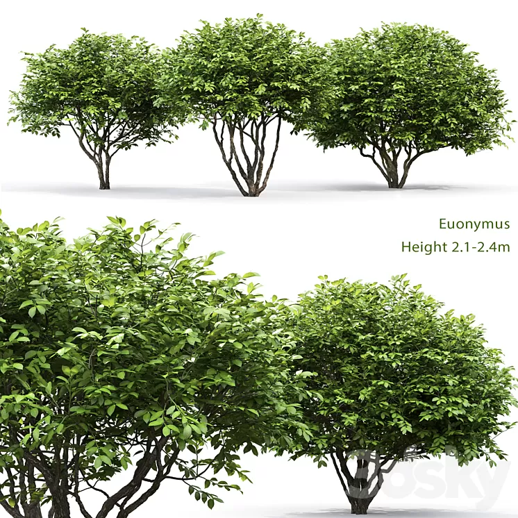 Euonymus 3D Model