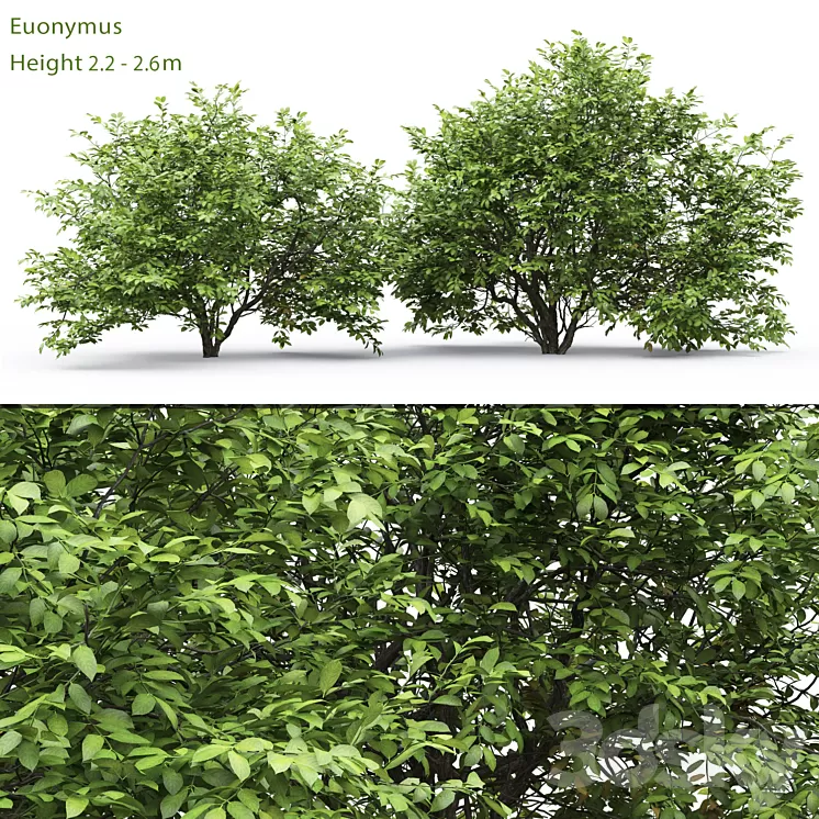 Euonymus 3D Model