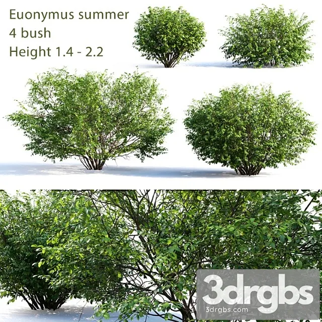 Euonymus 4 Summer 3D Model Free