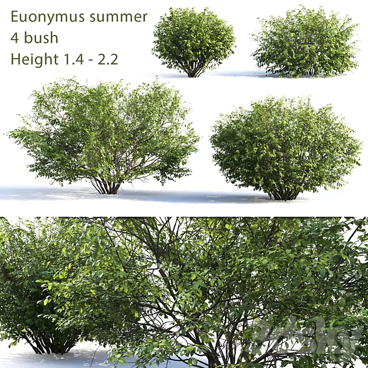 Euonymus # 4 (Summer) 3D Model