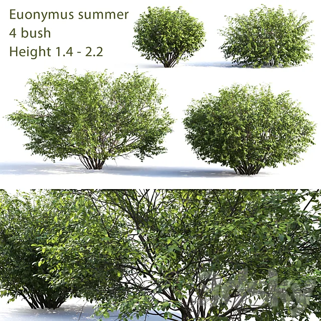Euonymus # 4 (Summer) 3DModel