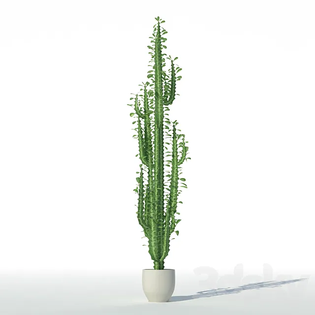 Euphorbia triangular 3DModel