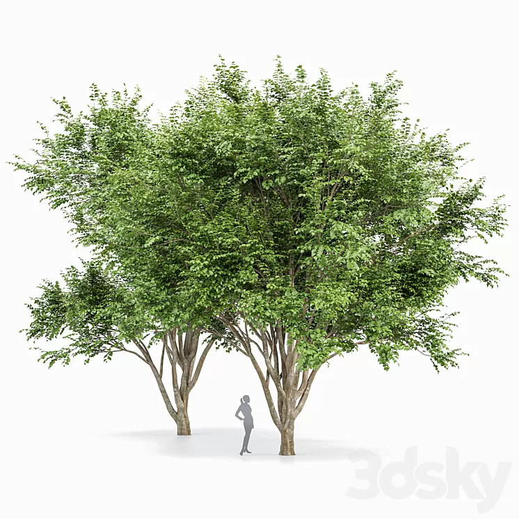 European Beech 2 Trees 3D Model