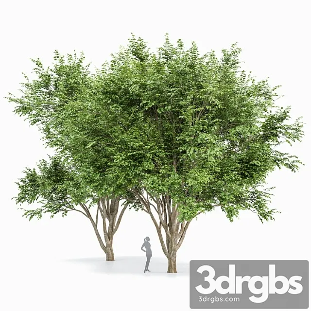 European beech 2 trees