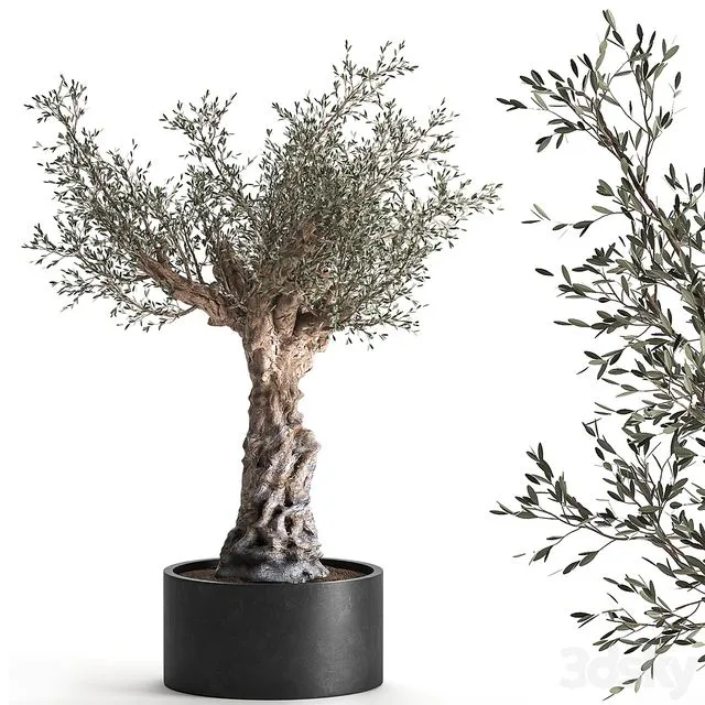 European olive tree in a black metal outdoor pot and vase topiary. 985 3D Model