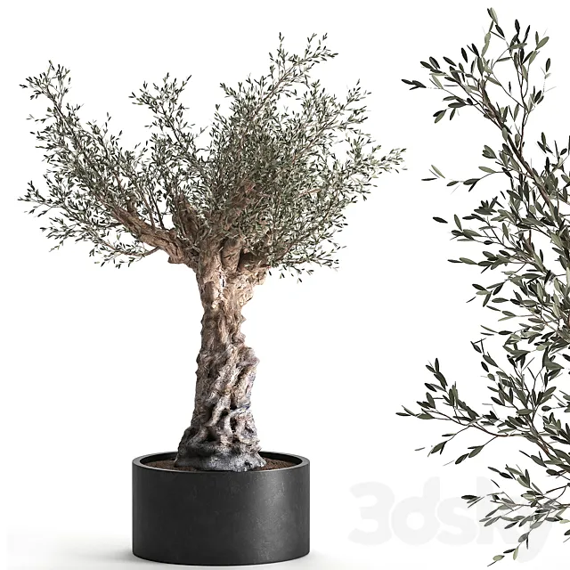 European olive tree in a black metal outdoor pot and vase topiary. 985. 3D Model