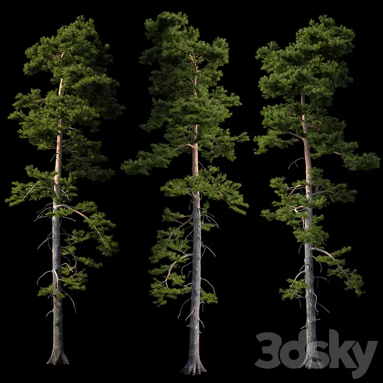 European pine 3D Model