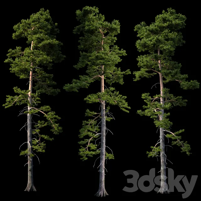 European pine 3DModel