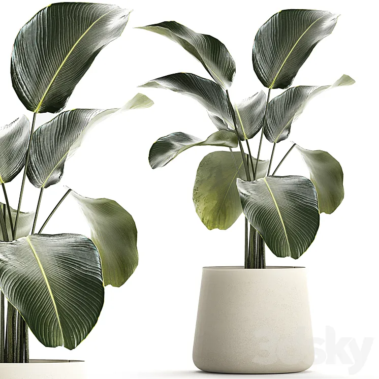 Exotic bush Calathea lutea in a pot Strelitzia. Plants 1310 3D Model Free
