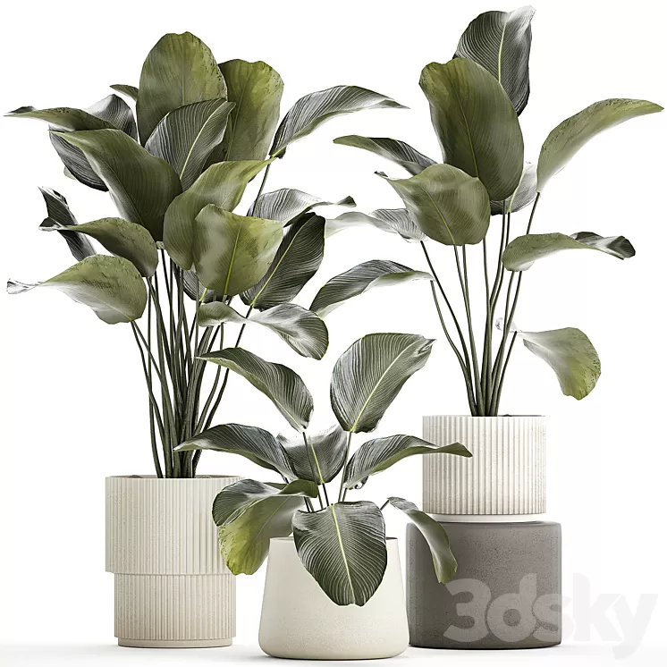Exotic bush plants in a flower pot Calathea lutea Strelitzia. set of plants 1317 3D Model Free