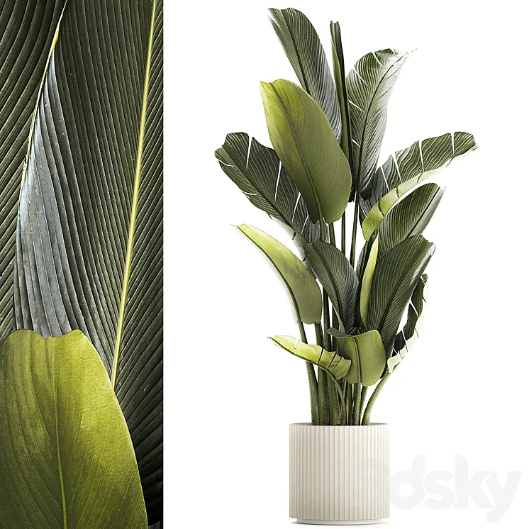 Exotic bush plants in a flower pot Ravenala Strelitzia Banana palm. Plant collection 1328 3D Model Free