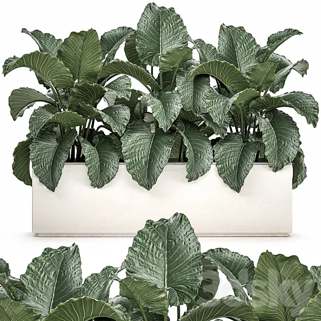 Exotic decorative lush thickets of Alchemy bushes in a white pot flowerbed. Set 507. Free Download