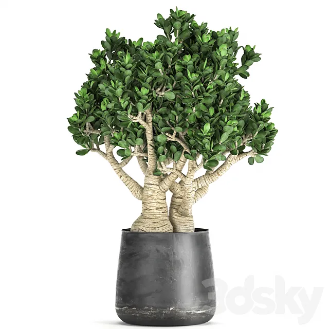 Exotic plant in a metal pot with a flower Crassula.  931. 3D Model