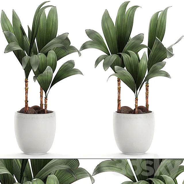 Exotic small flower coconut nutsifera in a white pot Coconut palm mini. Set 679. 3D Model