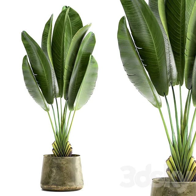 Exotic small flower in a pot with Ravenala Strelitzia Banana palm. 926. 3D Model
