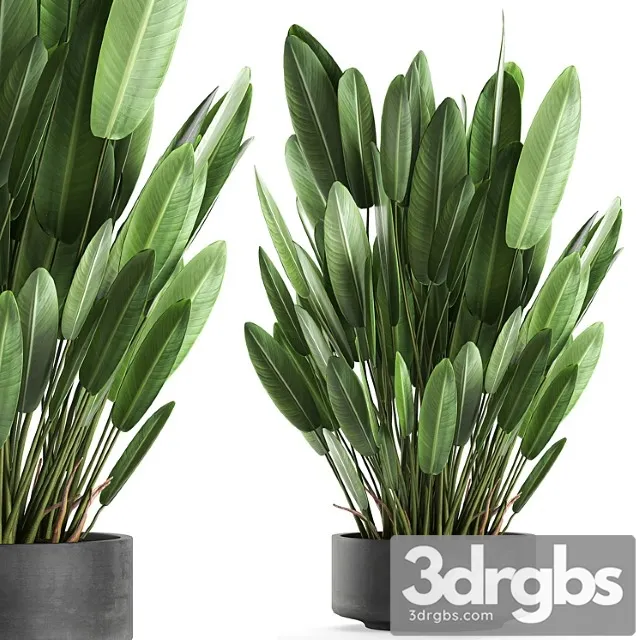 Exotic thickets in a black pot with a strelitzia flower, ravenala. set 740.