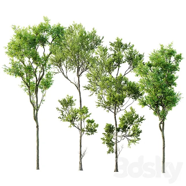 Fagus Grandifolia and Celtis Australis 3D Model