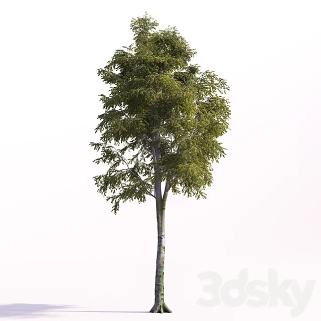 Fagus sylvatica Free Download