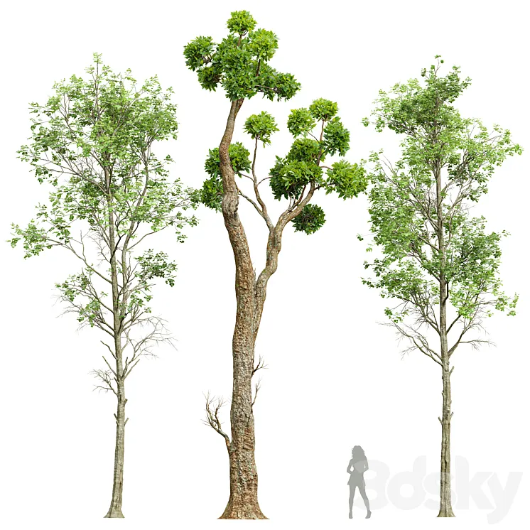 Fagus Sylvatica and Cinnamomum Camphora 3D Model Free