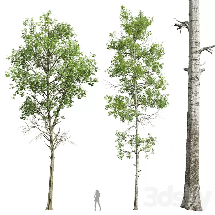 Fagus Sylvatica and Populus Tremuloides 3D Model