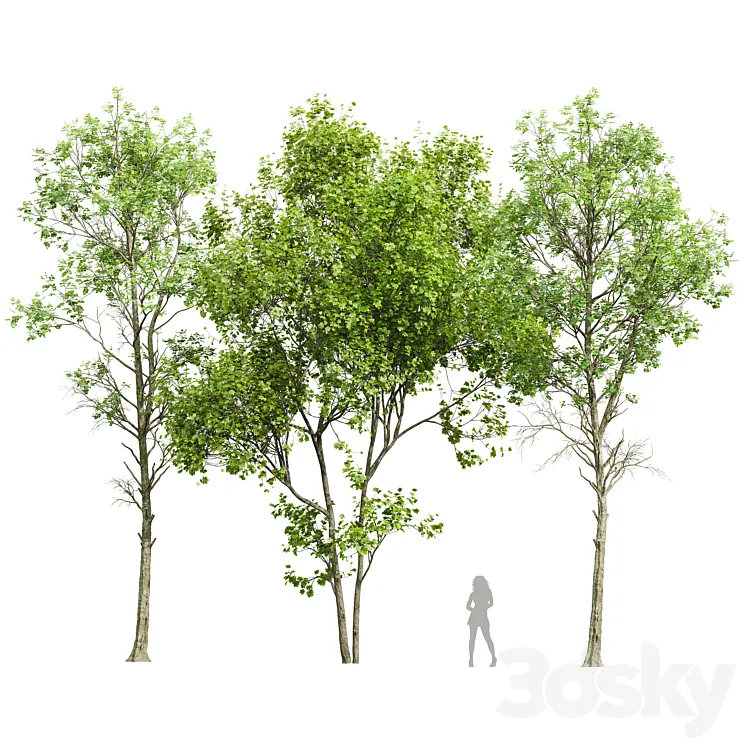 Fagus Sylvatica and Saccharinum-spring trees 3D Model Free