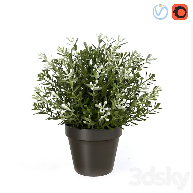Fake Thyme 3D Model