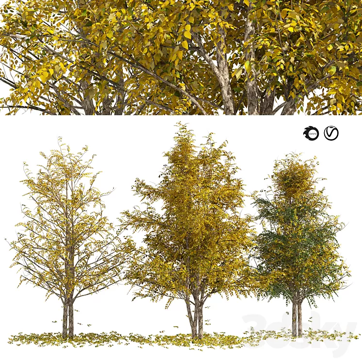 Fall Water birch Trees 3D Model Free