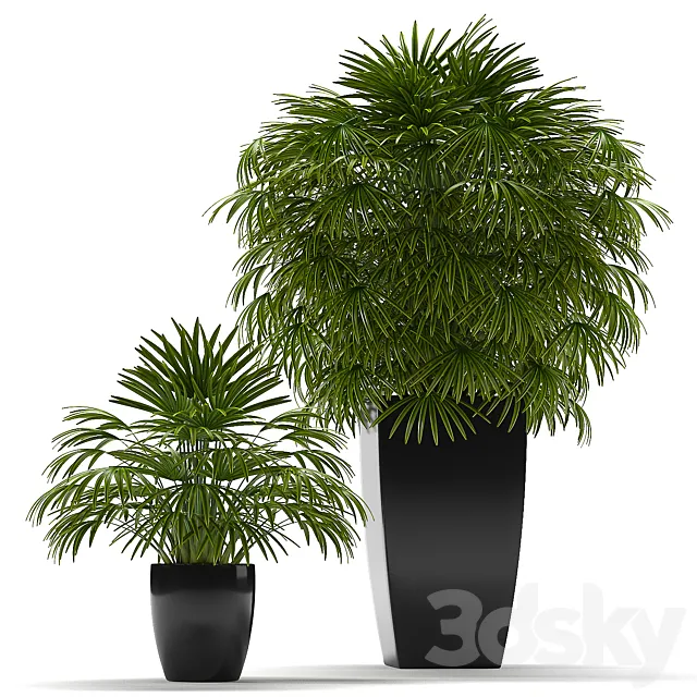 FAN PALM 2 3D Model