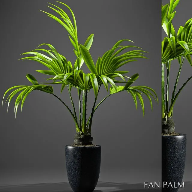 FAN PALM 52 3D Model