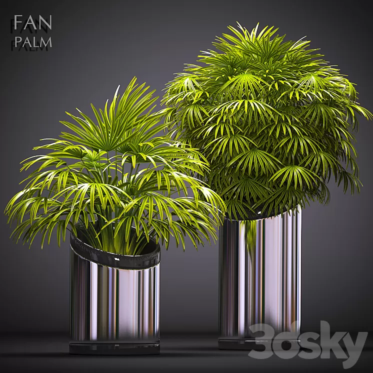 FAN PALM 53 3D Model