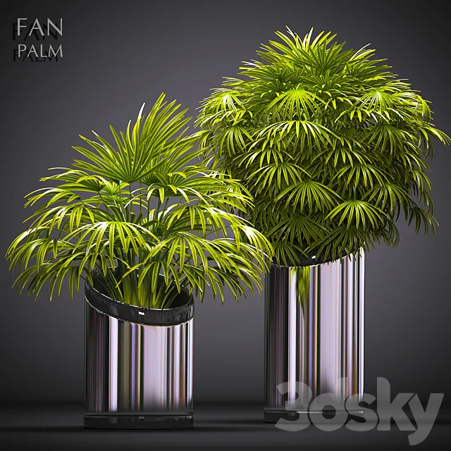 FAN PALM 53 3DModel